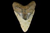Huge, Fossil Megalodon Tooth - North Carolina #124415-1